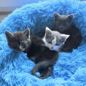 Maine Coon Mix Kitten 