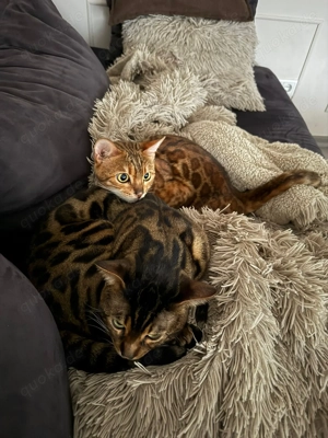 Wurf Ankündigung Bengal Kitten 