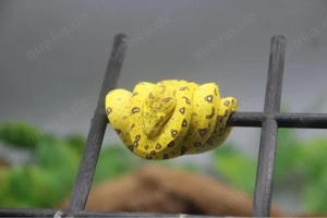 0.0.1 Baumpython Aru ( Morelia Viridis) DNZ 2025 Nr. 2