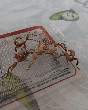 Extatosoma tiaratum (Austral.Gespenstschr.) Nymphen (Phasmiden) 