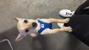 Chihuahua rüde Olaf 