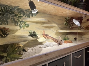 Zu verkaufen Terarrum und Bargagame 