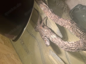 Zu verkaufen Terarrum und Bargagame 