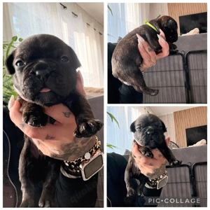 Französische Bulldoggen Welpen