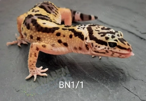 Leopardgecko Weibchen Mack Snow Tremper Albino und Black Night 