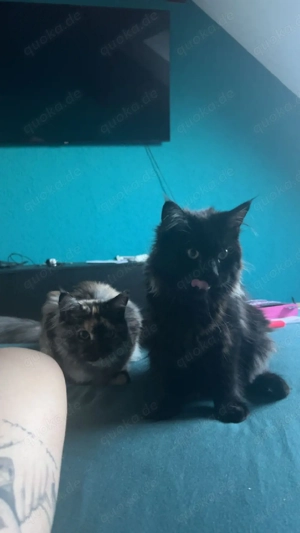    Bezauberndes Maine-Coon-Duo: Khalua & Katara (1 Jahr) suchen Lebensplatz