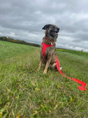 Paula sucht ihr für immer zuhause