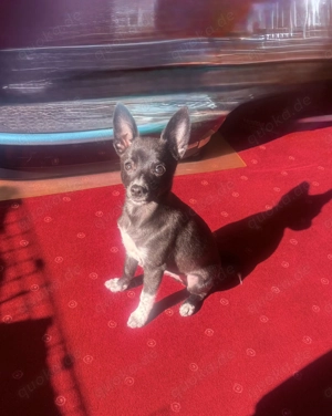 Chihuahua Pinscher Mix Frodo sucht ein Körbchen 