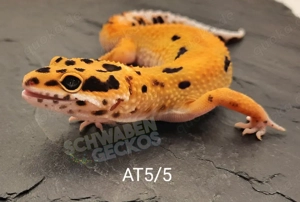 Leopardgecko Weibchen Afghan Tangerine 