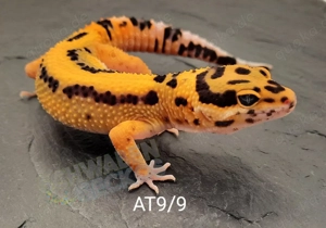 Leopardgecko Weibchen Afghan Tangerine 