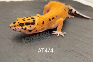 Leopardgecko Afghan Tangerine 
