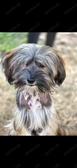 Chinese Crested Hündin Semicoated