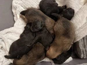 Pomerian zwergspitz mix Welpen 