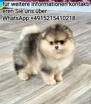 Zwergspitz Pomeranian Welpen ,reinrassig, liebevoll aufgezogen