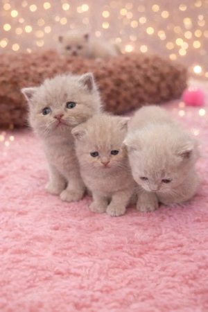 Reinrassige BKH Kitten Lilac