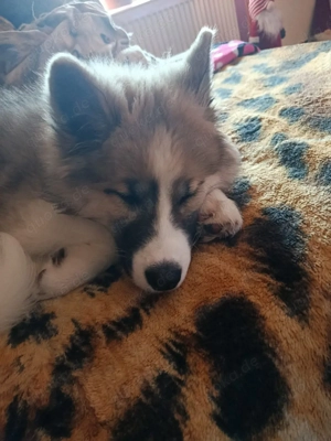 mixhündin abzugeben 