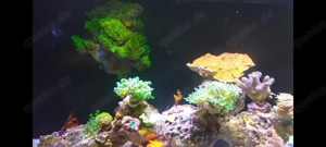 Korallen inkl. gestein