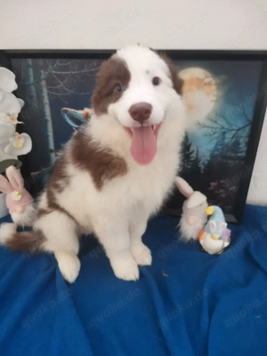 3 süße Border Collie Australien Shepherd Mix Welpen 