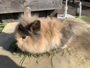 Kleine Kaninchen ab 06.04.26 abzugeben