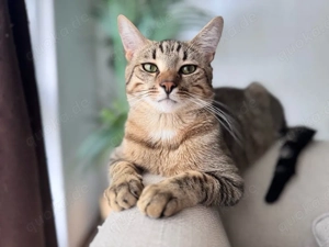 Liebevolle Katze sucht neues Zuhause