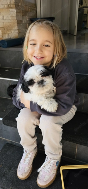 Shih tzu noch zwei Jungs 