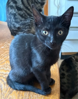 2 Kleine Katzen suchen noch ein neues Zuhause 