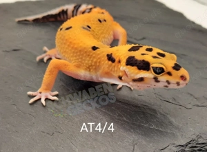 Leopardgecko Weibchen Afghan Tangerine 
