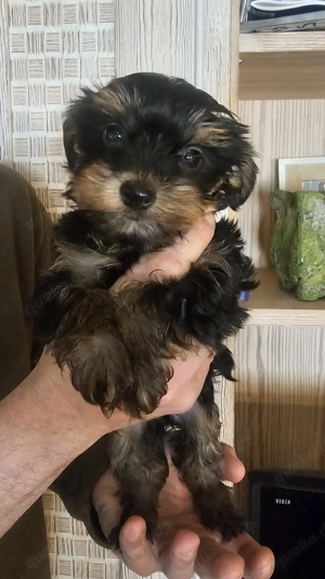 Yorkshireterrier Welpen