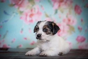 Wunderschöne Jackrussel Welpen 