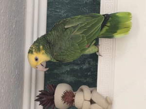 Doppelgelbkopfamazone (Amazona oratrix) zu verkaufen   