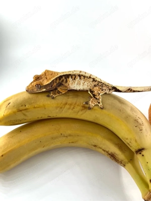 Kronengecko 1.0 (Correlophus Ciliatus)