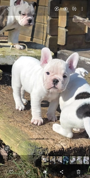 Die letzten 3 dürfen ab sofort ausziehen New English Bulldog 