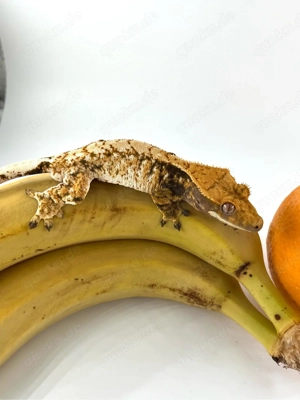 1.0 Kronengecko (Correlophus Ciliatus)