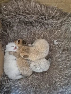 Kätzchen zu verkaufen 