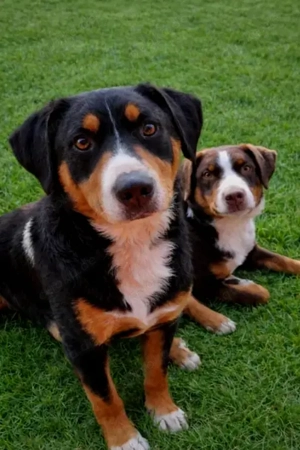 Appenzeller Sennenhund Welpe in Havanna Braun