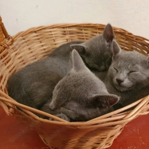 Adorables 10 Wochen altes Russisch Blau Kätzchen bereit für ein liebevolles Zuhause