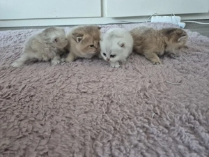 reinrassige bkh blh babykatzen geboren 1.03.26