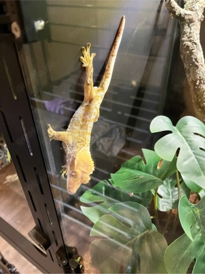 1.0 Kronengecko (Correlophus Ciliatus)