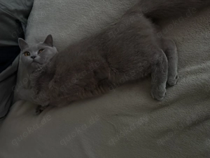 Liebevolle Katze in sichere Hände 