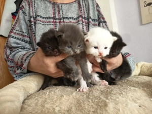 Birma - Perser-Kätzchen 