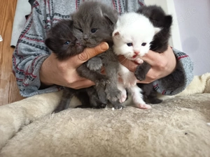 Birma - Perser-Kätzchen