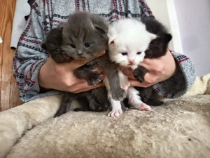 Birma - Perser-Kätzchen