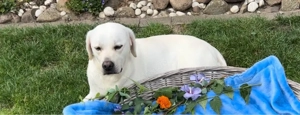 Wurfankündigung reinrassiger wunderschöner weißer Labrador Welpen ca. Mitte April 2026