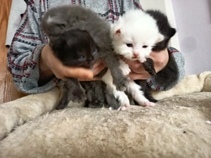 Birma- Perser Kätzcher