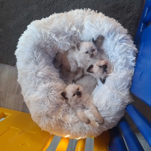 Heilige birma kitten 