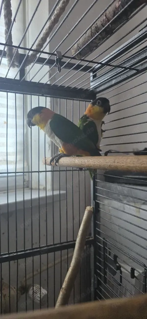 Zwei mini papergei !!!