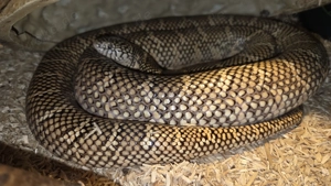 Lampropeltis getula brooksi weiblich adult 4 Jahre