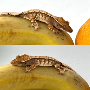 Kronengecko (Correlophus Ciliatus)