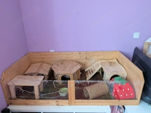 Meerschweinchen Brüder 