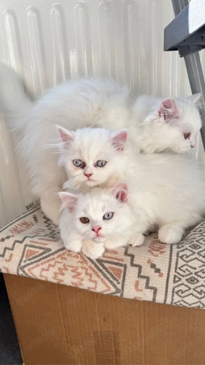 Kleine süße perser Katzenbabys suchen ein liebevolles Zuhause   